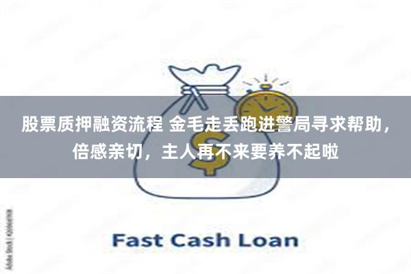 股票质押融资流程 金毛走丢跑进警局寻求帮助，倍感亲切，主人再不来要养不起啦